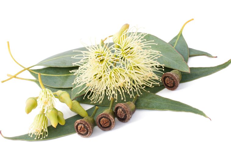 Feuille d'Eucalyptus